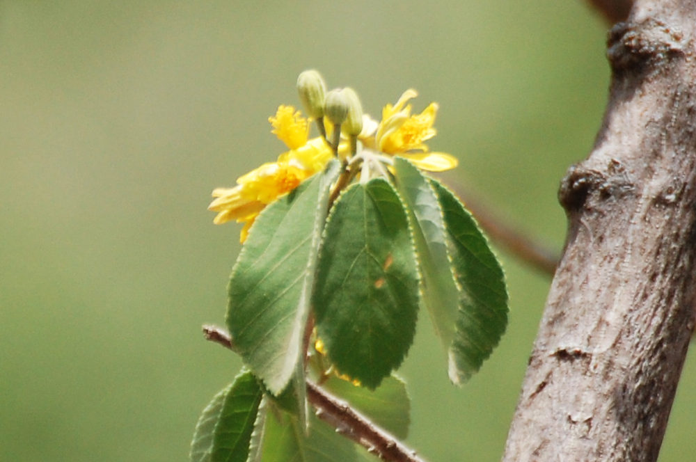 dall''Etiopia: Grewia monticola (Malvaceae)